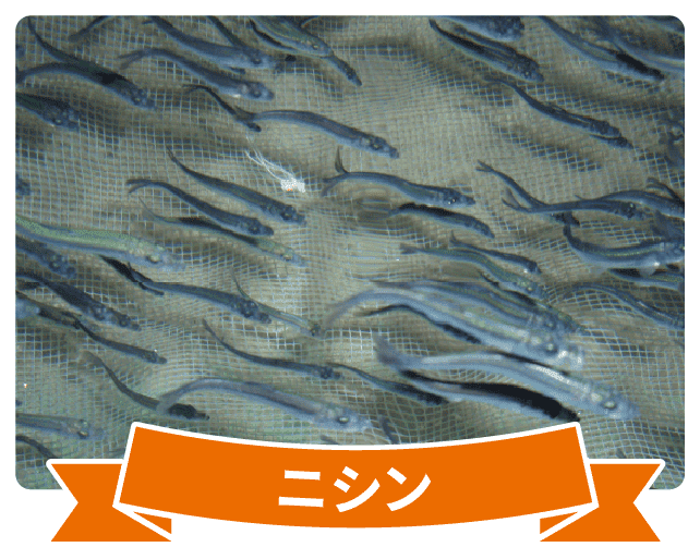 さかなフェア