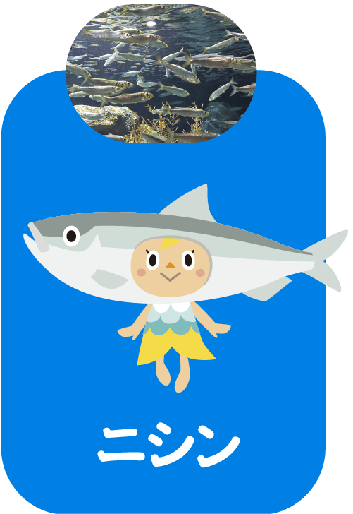 さかなフェア